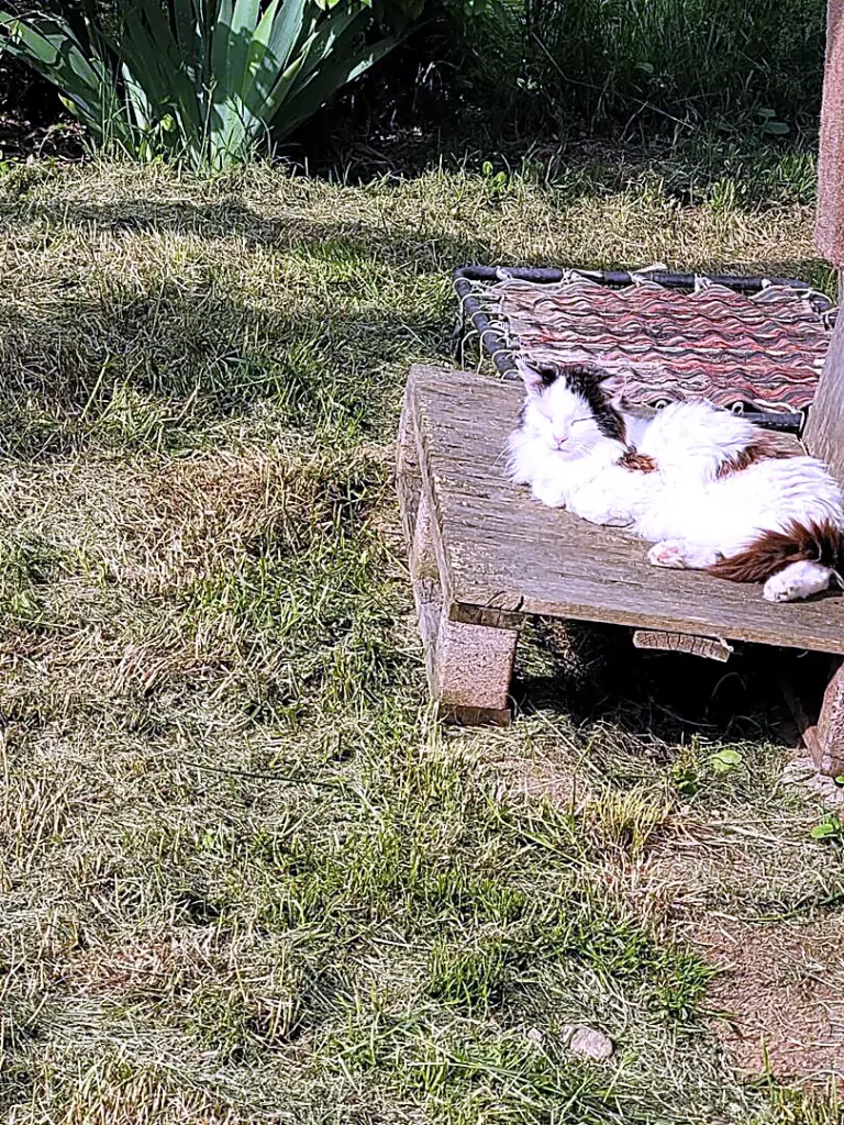 Un gatto bianco e grigio che dorme su un bancale di legno al sole