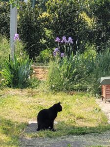 Foto dell’evento «Festa di Primavera», n. 3