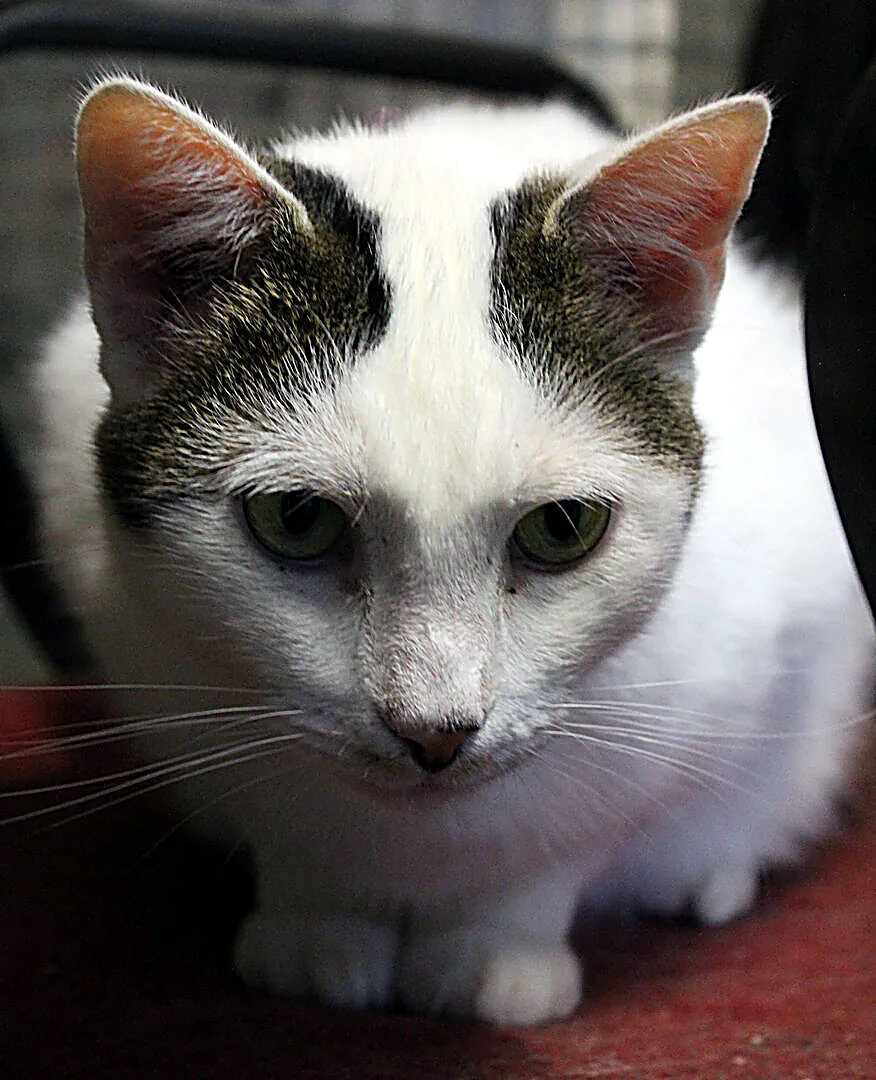 Gatto bianco con la testa a macchie grigie, accucciato su una coperta rossa