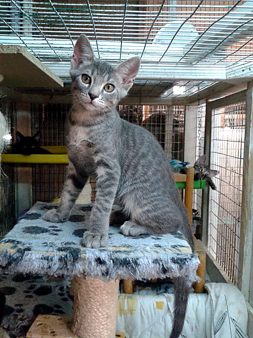 Gattino grigio tigrato in piedi su un tiragraffi, dentro uno dei recinti del gattile