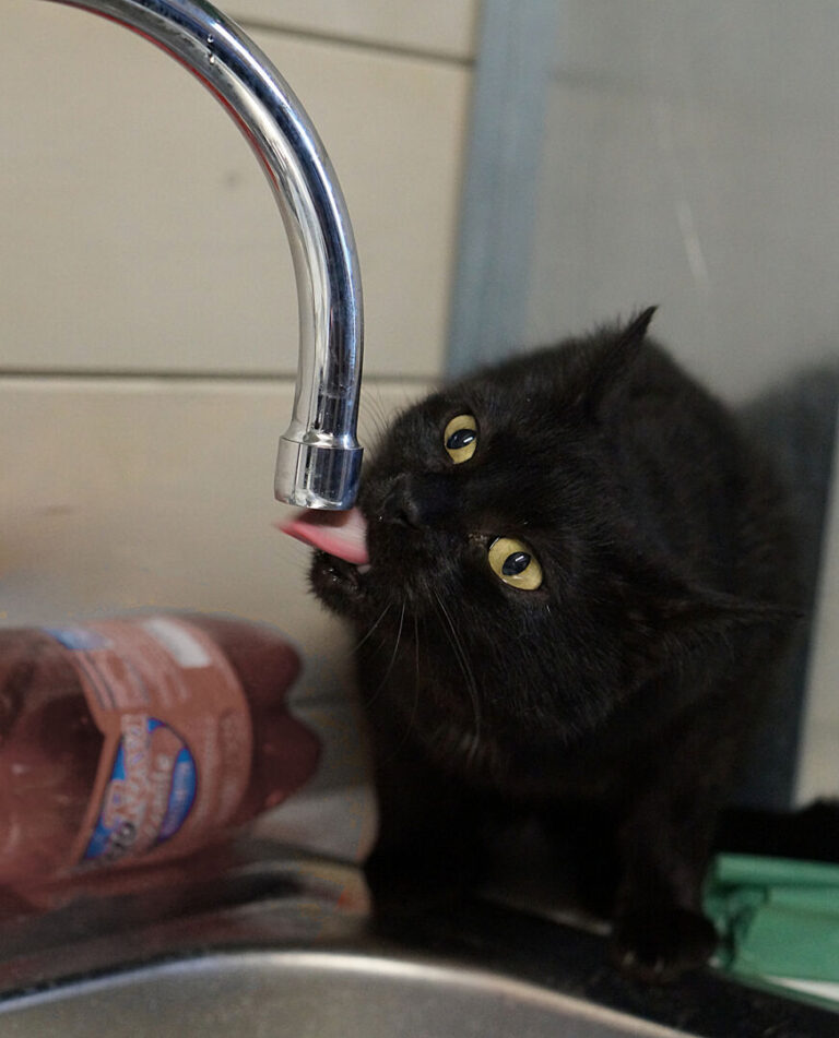 Uno dei gatti ospiti del gattile, foto n. 1