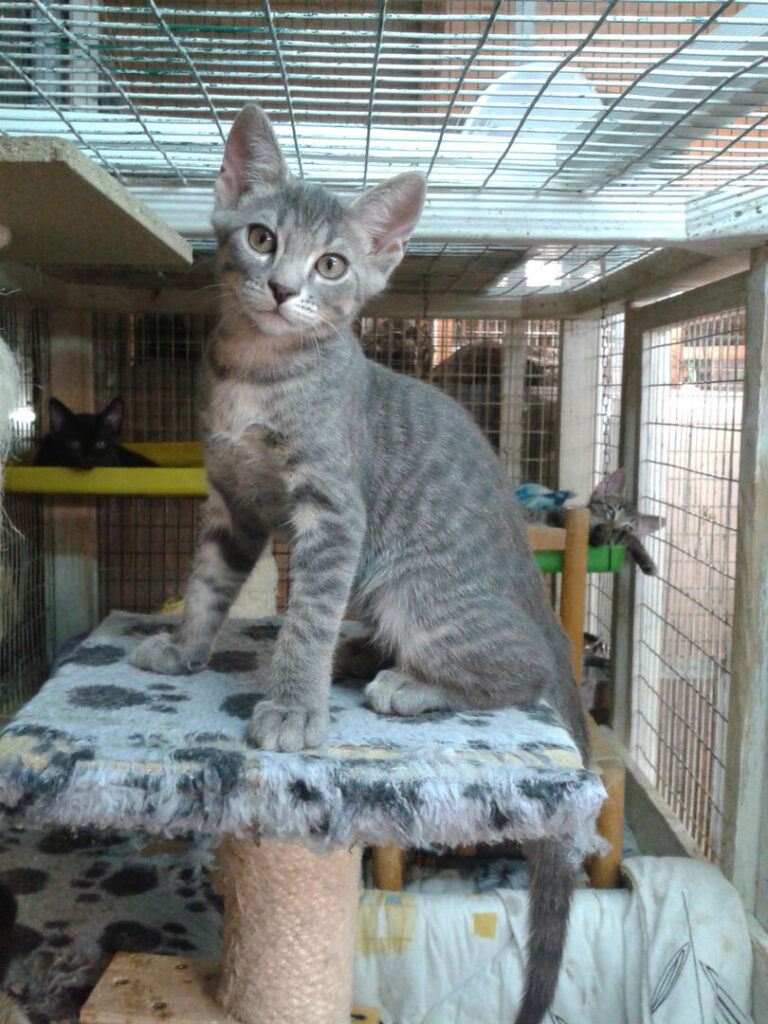 Uno dei gatti ospiti del gattile, foto n. 2