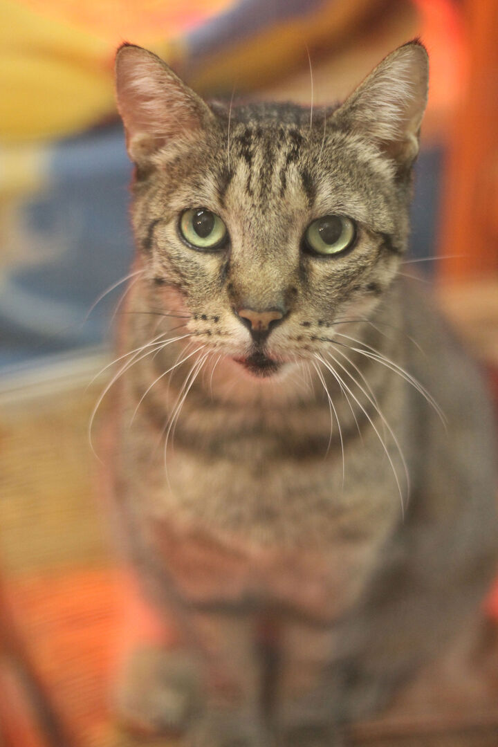 Uno dei gatti ospiti del gattile, foto n. 5
