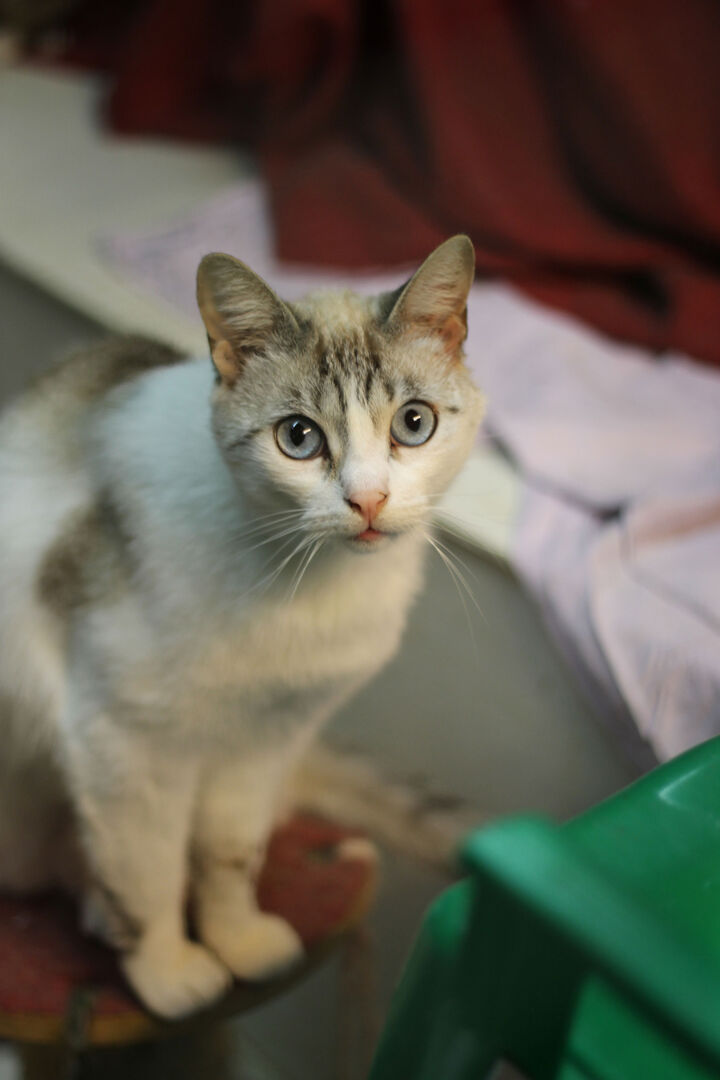 Uno dei gatti ospiti del gattile, foto n. 7