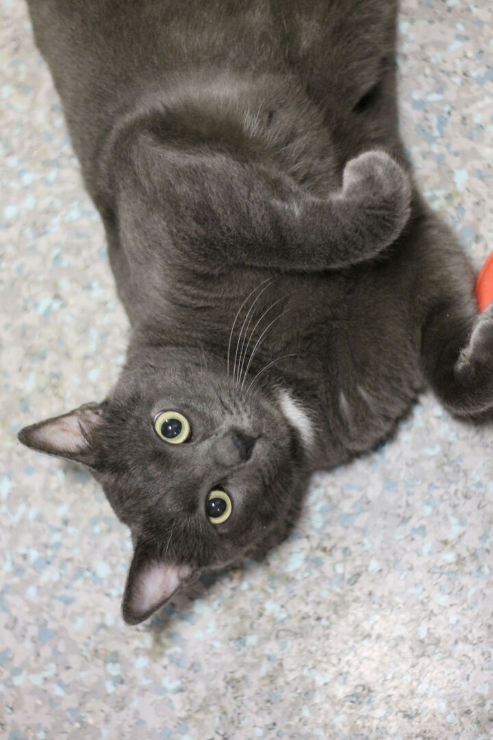 Uno dei gatti ospiti del gattile, foto n. 8
