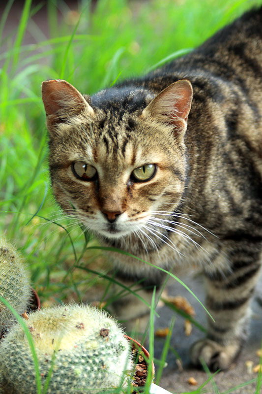 Uno dei gatti ospiti del gattile, foto n. 10