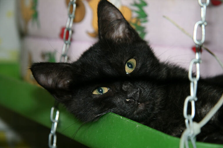 Uno dei gatti ospiti del gattile, foto n. 11