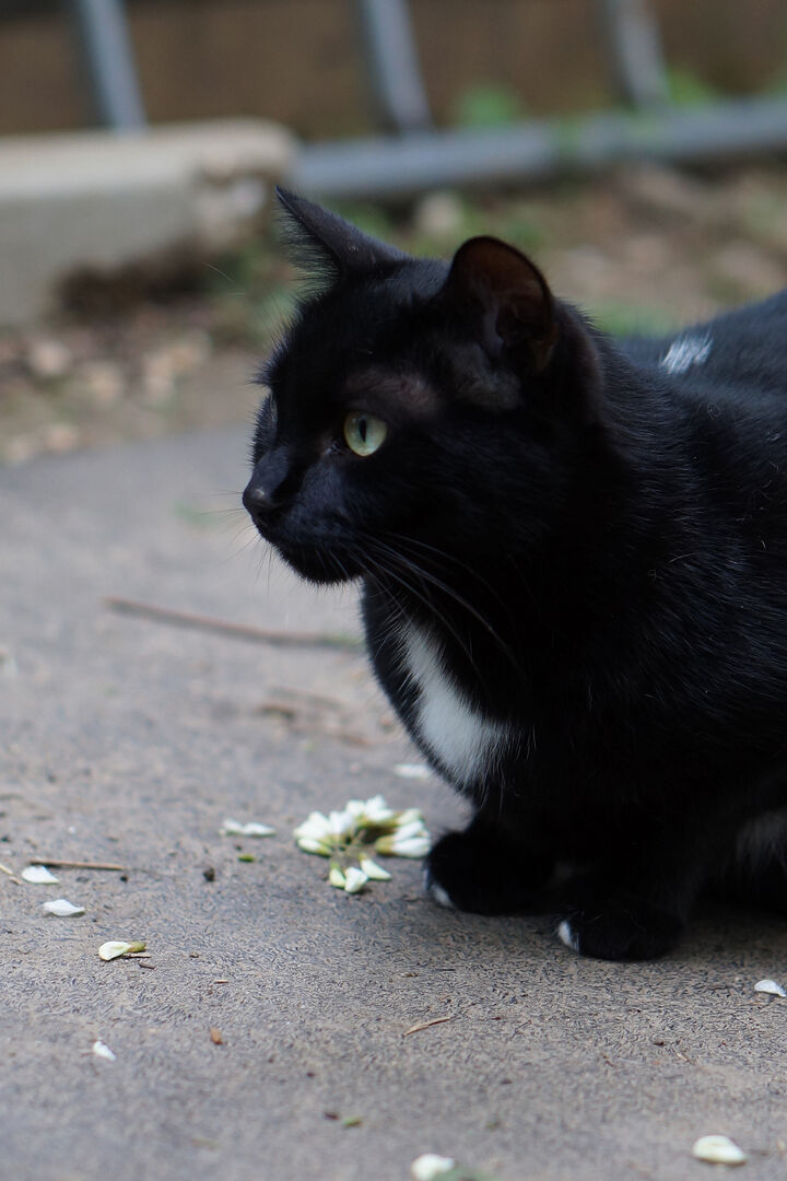 Uno dei gatti ospiti del gattile, foto n. 16