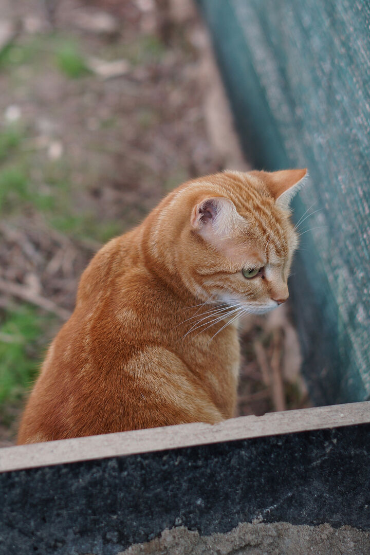 Uno dei gatti ospiti del gattile, foto n. 17