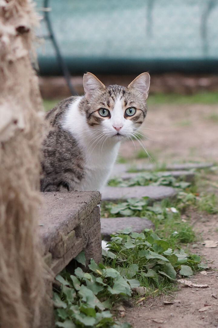 Uno dei gatti ospiti del gattile, foto n. 18