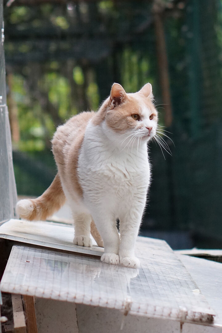 Uno dei gatti ospiti del gattile, foto n. 19