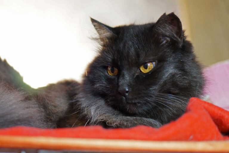 Uno dei gatti ospiti del gattile, foto n. 21