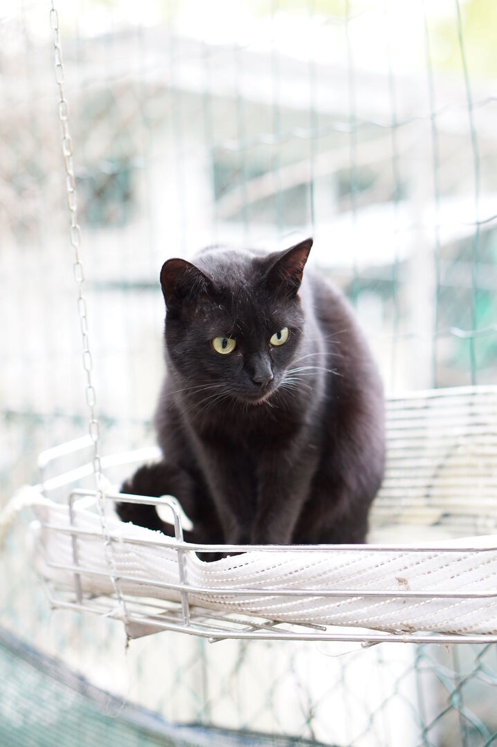 Uno dei gatti ospiti del gattile, foto n. 24