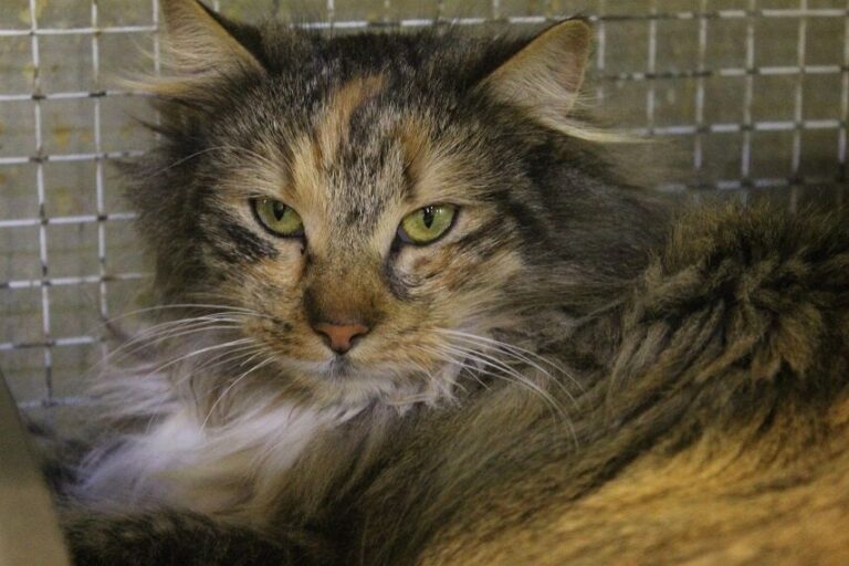 Uno dei gatti ospiti del gattile, foto n. 26