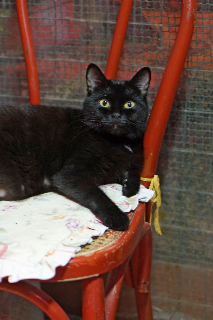Uno dei gatti ospiti del gattile, foto n. 27