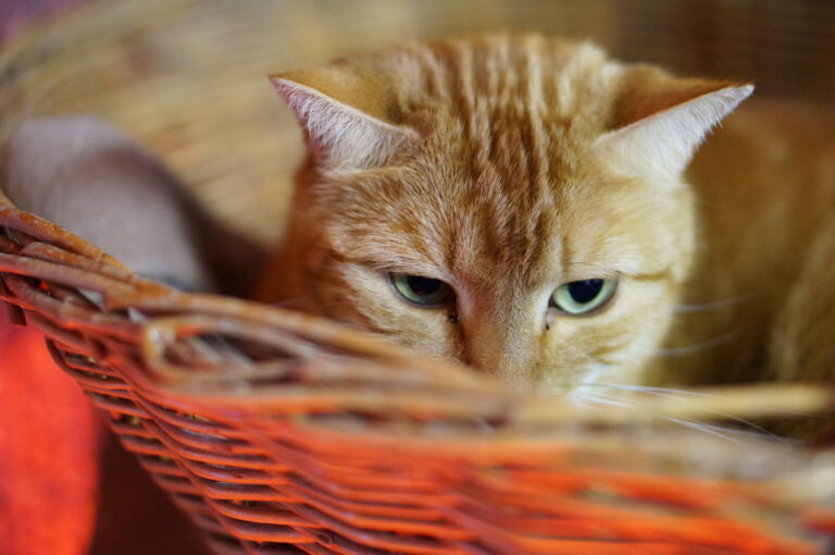 Uno dei gatti ospiti del gattile, foto n. 28