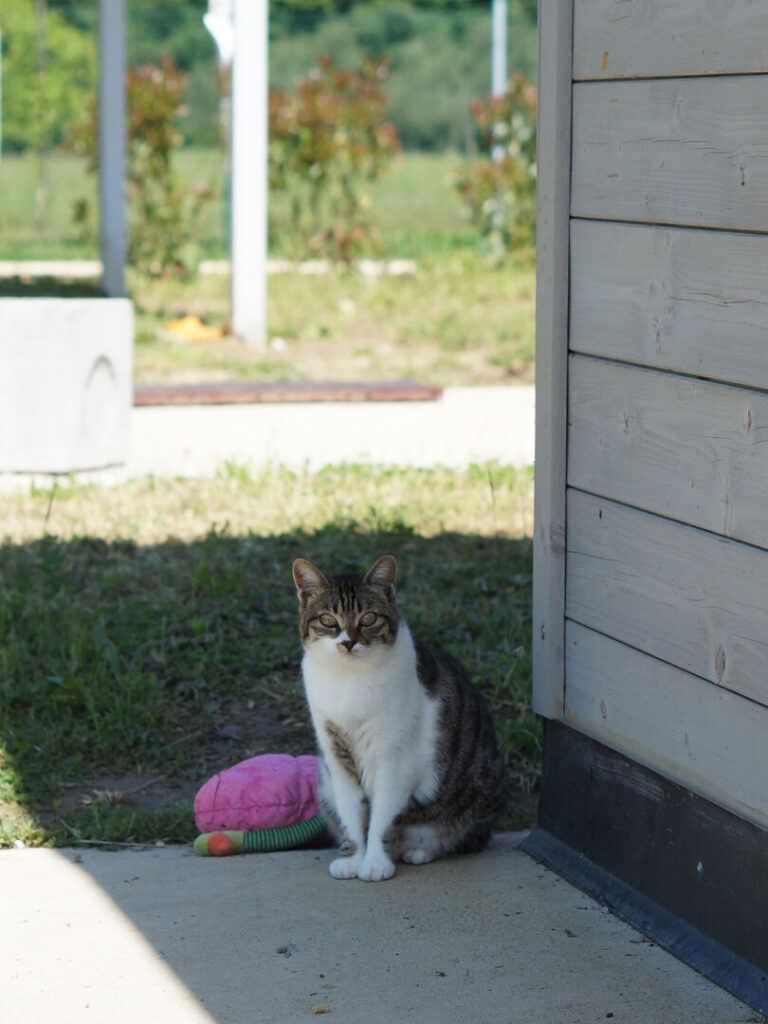 Uno dei gatti ospiti del gattile, foto n. 29