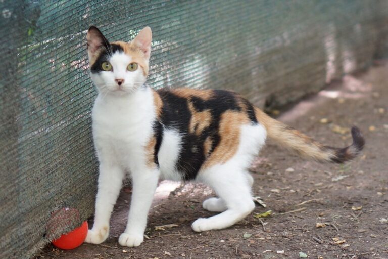 Uno dei gatti ospiti del gattile, foto n. 34