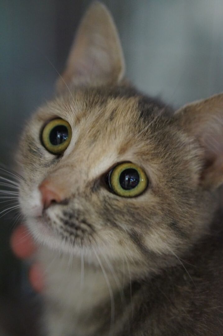 Uno dei gatti ospiti del gattile, foto n. 36
