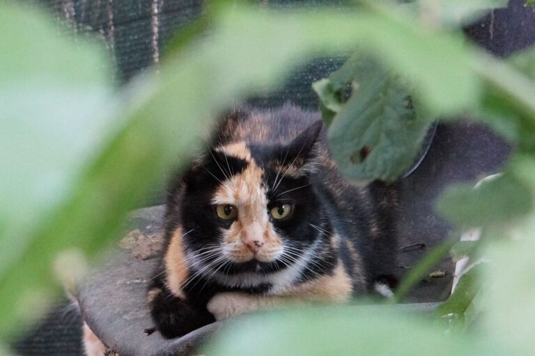 Uno dei gatti ospiti del gattile, foto n. 37