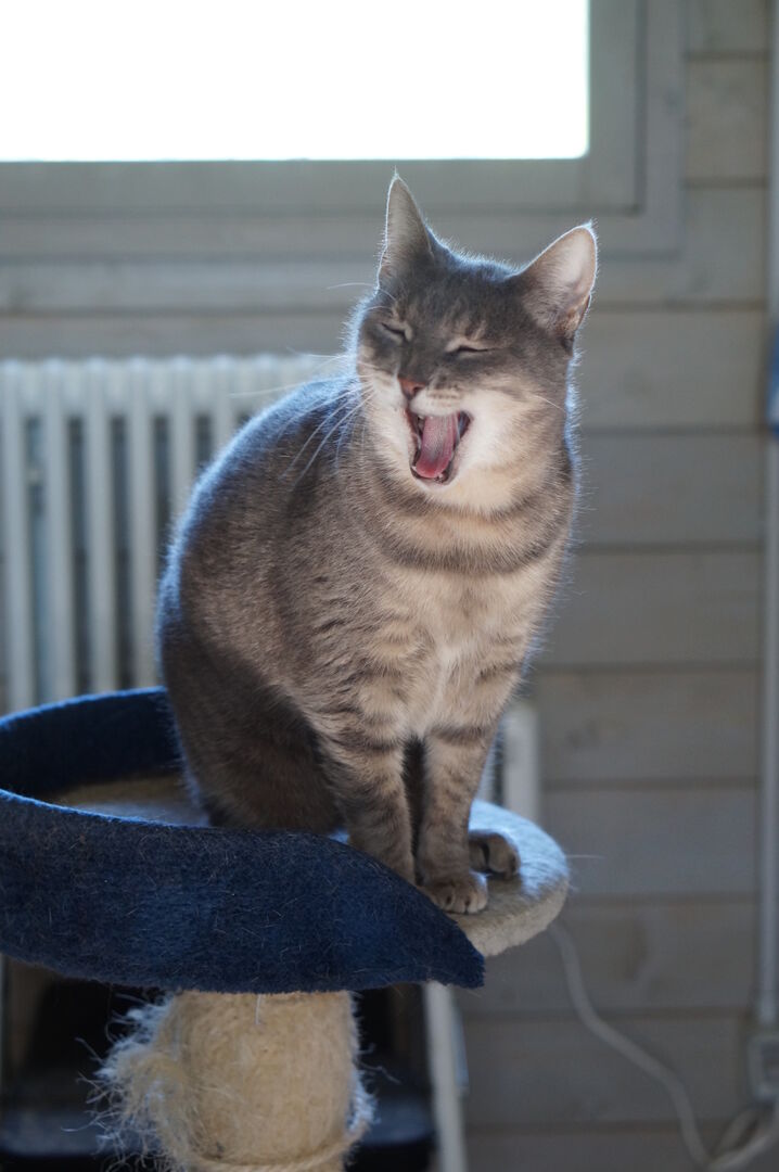 Uno dei gatti ospiti del gattile, foto n. 39
