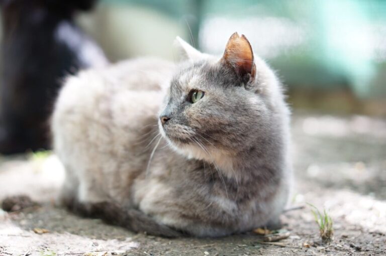 Uno dei gatti ospiti del gattile, foto n. 40