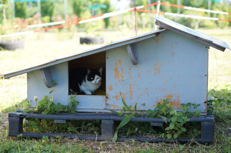 Uno dei gatti ospiti del gattile, foto n. 42