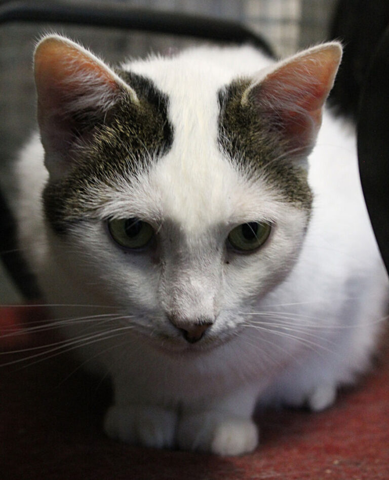 Uno dei gatti ospiti del gattile, foto n. 43