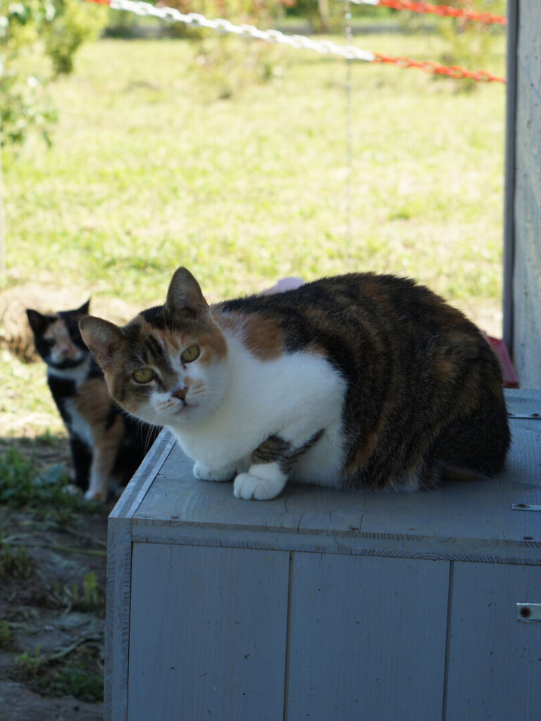Uno dei gatti ospiti del gattile, foto n. 44