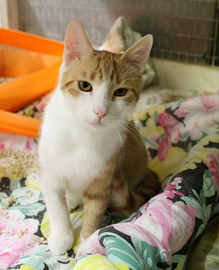 Uno dei gatti ospiti del gattile, foto n. 45