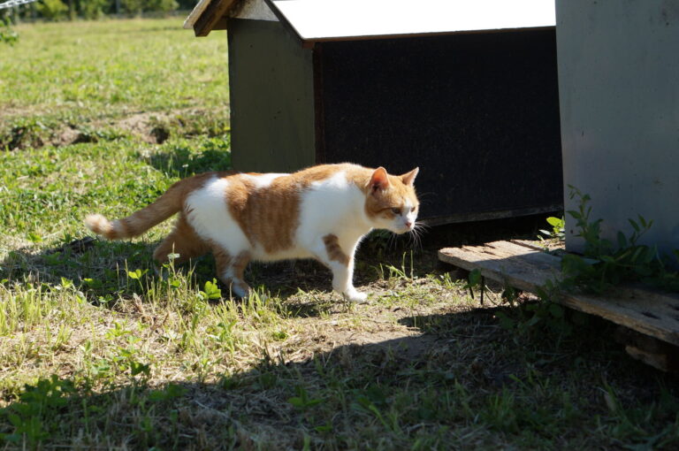 Uno dei gatti ospiti del gattile, foto n. 46