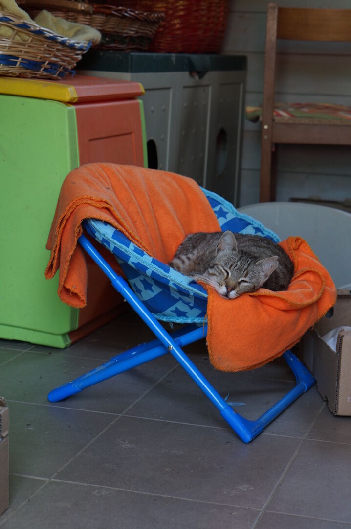 Uno dei gatti ospiti del gattile, foto n. 48