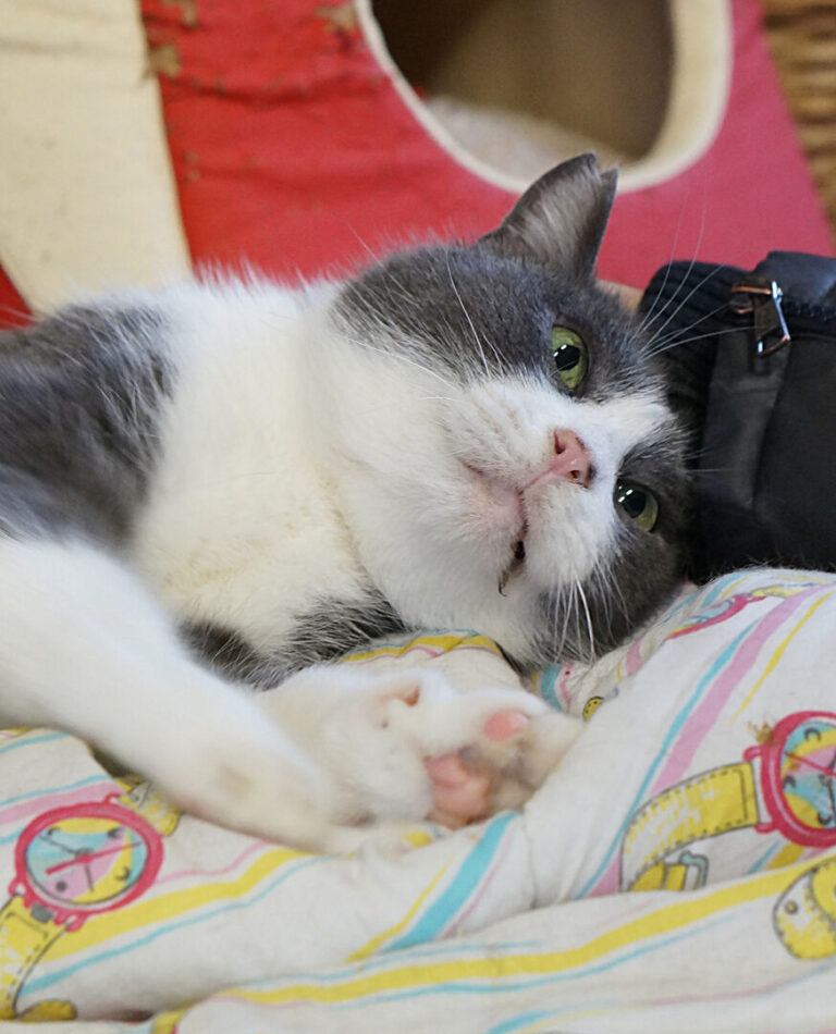 Uno dei gatti ospiti del gattile, foto n. 49