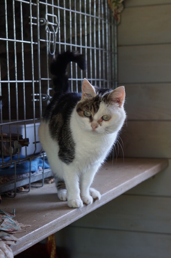 Uno dei gatti ospiti del gattile, foto n. 50