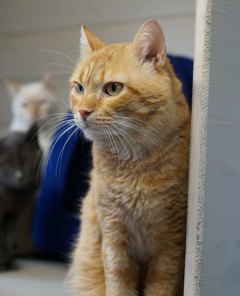 Uno dei gatti ospiti del gattile, foto n. 51