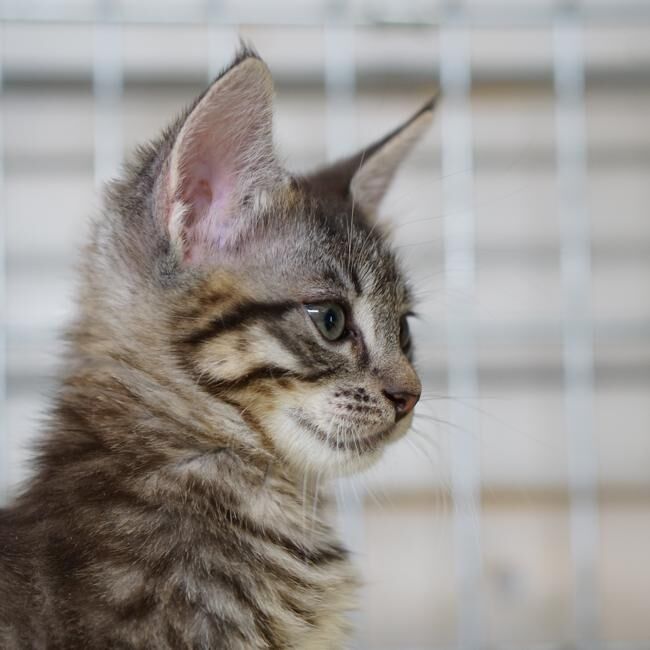 Uno dei gatti ospiti del gattile, foto n. 54