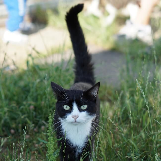 Uno dei gatti ospiti del gattile, foto n. 55