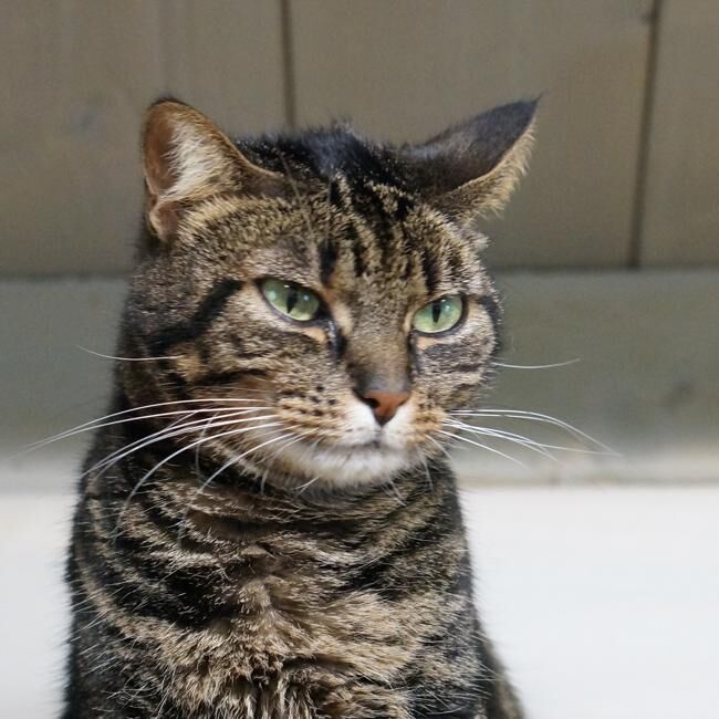 Uno dei gatti ospiti del gattile, foto n. 56