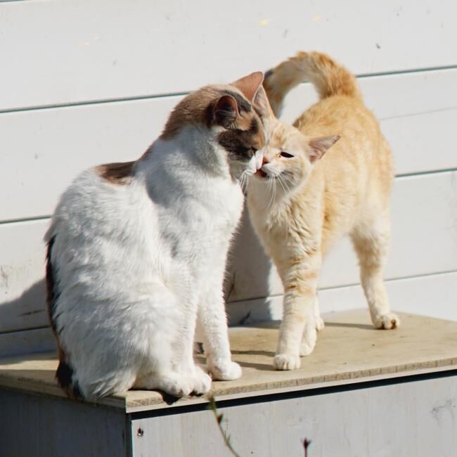 Uno dei gatti ospiti del gattile, foto n. 57