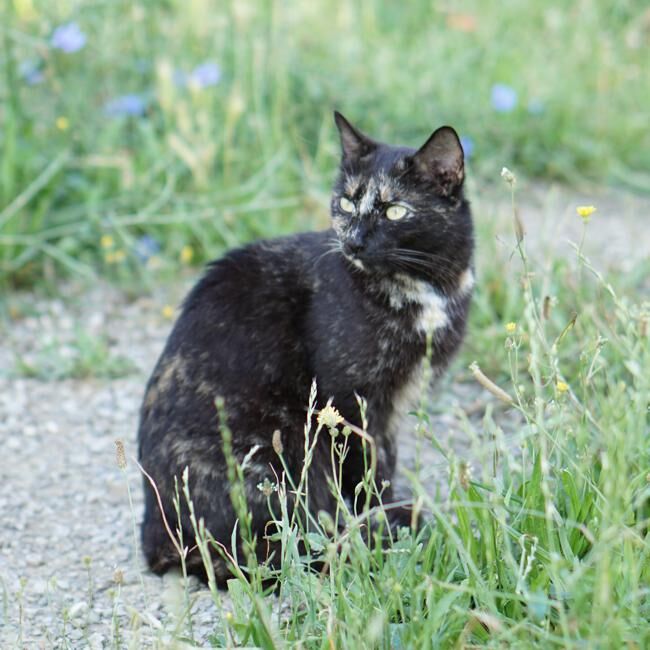 Uno dei gatti ospiti del gattile, foto n. 60