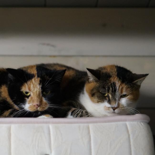 Uno dei gatti ospiti del gattile, foto n. 63