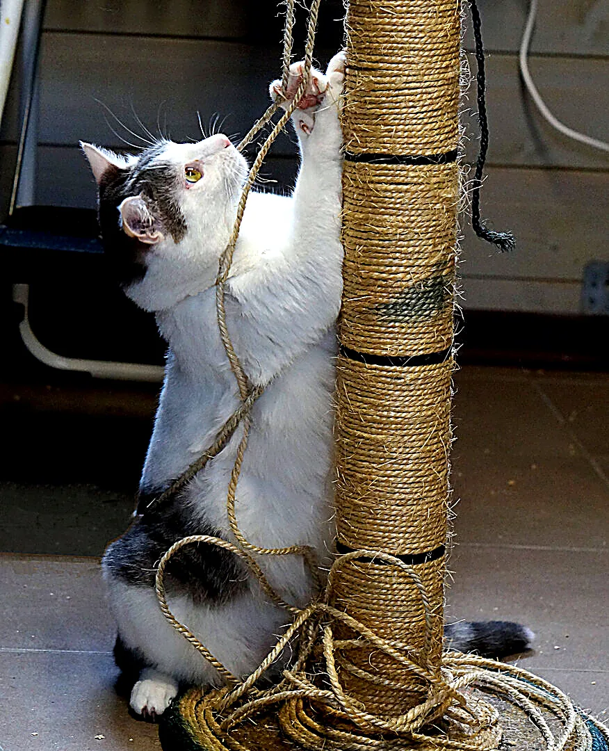 Gatto bianco e nero in piedi sulle zampe posteriori che gioca con la corda del tiragraffi