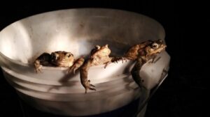 Foto dell’evento «Operazione Bufo Bufo 2019», n. 2